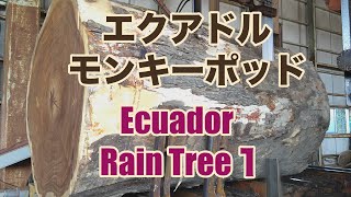 エクアドル・モンキーポッド　Ecuador rain tree1