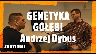 GENETYKA GOŁĘBI - Andrzej Dybus: hodowca i specjalista od badań genetycznych. Zbigniew Rodak i gość.