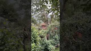 💯Kodaikanal ல இப்படி oru Tree house🔥🔥 #shorts #ytshorts