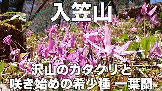 入笠山 2024年5月4日 沢山のカタクリと咲き始めの希少種「一葉蘭」