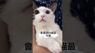 會撒嬌的貓好可愛☺️ The most adorable cats are those who are affectionate. #貓咪 #貓咪的迷惑行為 #撒嬌的貓