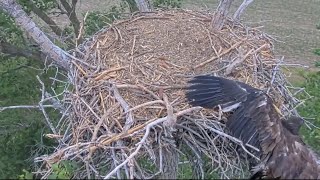 Kansas Eagles 5-21-26. KAW MAKES it to the CAM BRANCH; Lands on the Side of the Nest on Return!