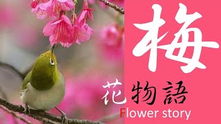 花物語　梅 　 梅と鶯の物語　飛梅伝説