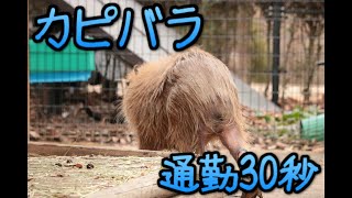 Capybaras commute time is 30 seconds! 通勤時間30秒のカピバラ(埼玉県こども動物自然公園_Saitama Children's Zoo)