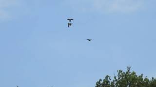 Fiatal vándorsólymok játszanak. - Young peregrine falcons playing. -