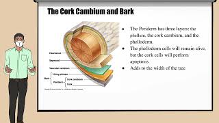 PLB 112 Wood Formation