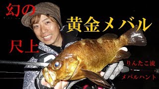 【メバリング】りんたこ流 磯の尺メバルハント