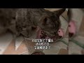 怀孕猫妈求助人类 流浪猫 猫咪 animals cute 萌寵