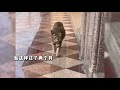 怀孕猫妈求助人类 流浪猫 猫咪 animals cute 萌寵