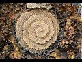 THE BEEKEEPER'S APPRENTICE