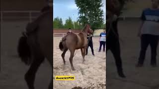 Best horses Revolutionizing young foals.(072) #shorts #short #youtubeshorts