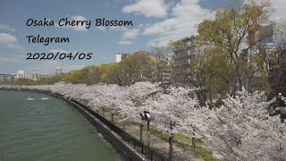 大阪桜通信2020/04/05-2 Osaka Cherry Blossom Telegram