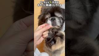 #ペキニーズ #犬のいる生活