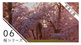 【映像取材部】「桜、散る」“奈良公園”　2021年桜シリーズ⑥