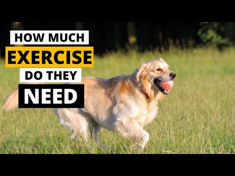 How far can you walk a 3 month old golden retriever?