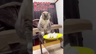 猫はほんとに猫舌なのか調べてみた