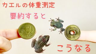 カエルの体重測定、結果は？？