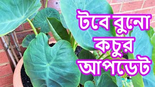 টবে বুনো কচুর আপডেট GROWING TARO IN THE UK HOW TO GROW TARO AT HOME