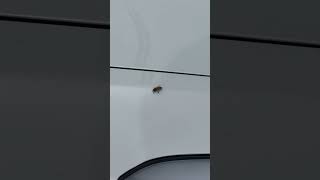Even The Bees Love Teslas