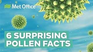 6 Surprising facts about pollen