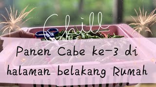 PANEN CABE DI KEBUN//PANEN CABE KE-3//MEMANFAATKAN LAHAN BELAKANG RUMAH//CARA MEMETIK CABE