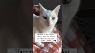 hayırlı cumalar🙏 #viralvideo #funny #funnycats #funnycomedy #comedy #shortvideo #reels #keşfet #cat