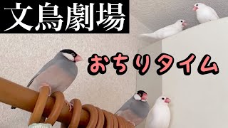 【爆笑】文鳥劇場　おちりタイム　#266