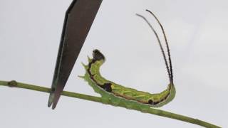 Caterpillars bite off their long tails / 長い尾を噛み切るイモムシ