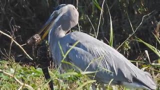 Heron eats Alligator in Florida