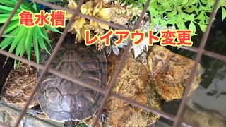 アクアテラリウム【カメ水槽】  冬支度（メンテ）とリセット 立ち上げ！