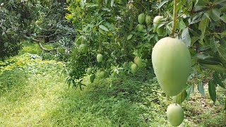 #Banginapalli #Mango #Garden #India