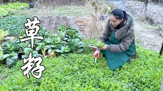 After the heavy snow, the farmland is green again, pick a basket of grass to make a dish