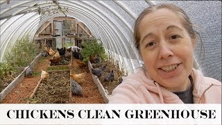 Chickens Clean the Greenhouse