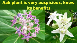 Aak plant is very auspicious, know its benefits!