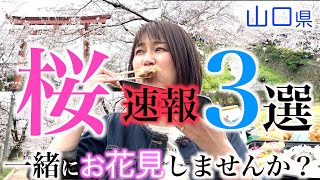 【速報】一緒にお花見しよう！震えるほど美味しい弁当紹介！｜４月２日撮影＃山口市＃美祢市