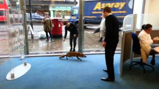 A fox making  a deposit in Barclays