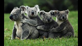 La java des koalas (chanson)