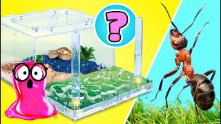 LIVE: DIY Tiny Animal Mansions 🏡 How to Build Homes for Ants, Rats, Turtles, and More! 🕷️