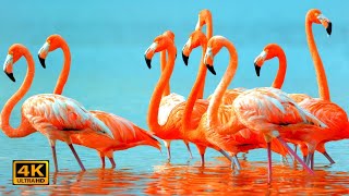 Stunning Pink Water Birds - Flamingo | Relaxation Music | Calming Music