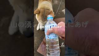 山の湧き水を老犬にあげてみた