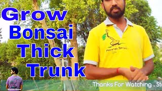 बोन्साई का तना मोटा कैसे करे /How to Grow Bonsai Thick Trunk-11th July 2017/Mammal Bonsai बोन्साई का तना मोटा कैसे करे /How to Grow Bonsai Thick Trunk-11th July 2017/Mammal Bonsai