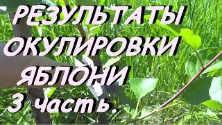 РЕЗУЛЬТАТЫ ОСЕННЕЙ ОКУЛИРОВКИ ЯБЛОНИ - ВЕСНОЙ И ЛЕТОМ.