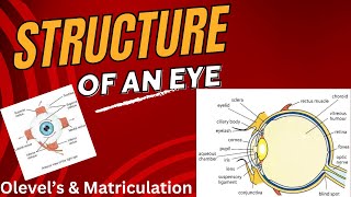 Structure of an Eye || O levels & Matric || #biology