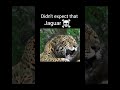 big cat roar part 1 viralvideo youtubeshorts