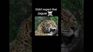 Big cat roar part 1 #viralvideo #youtubeshorts