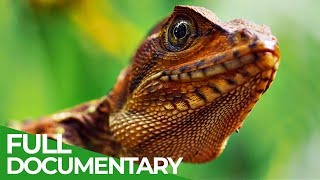 Wild Colombia Revealed | Free Documentary Nature
