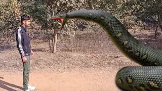 Anaconda snake in real life HD video| Anaconda snake 2 in real life |#anaconda #snake #snakes