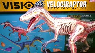 Building: 4D Vision VELOCIRAPTOR Anatomy Model Kit by 4D Master