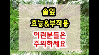 솔잎 효능과 부작용 잘 알고 드셔야해요~