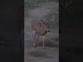 197” kansas whitetail